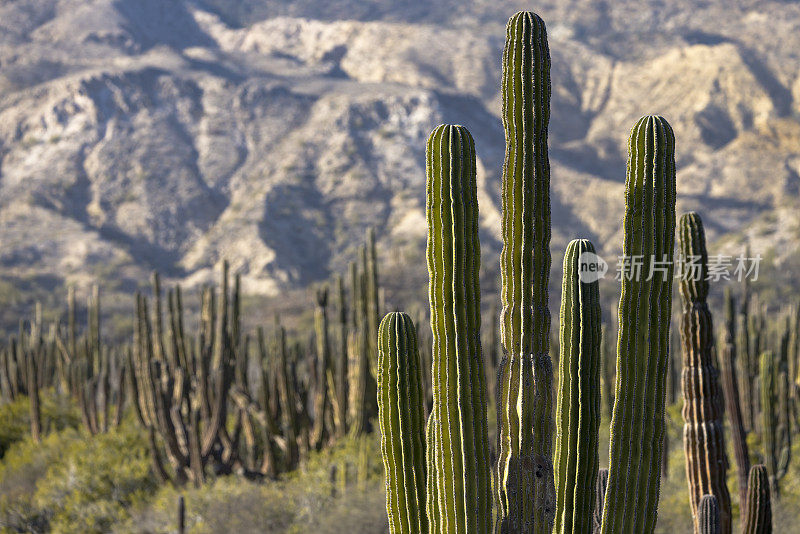 Cardón，（Pachycereus pringlei），南下加利福尼亚州，墨西哥